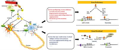 Iron Metabolism and Brain Development in Premature Infants